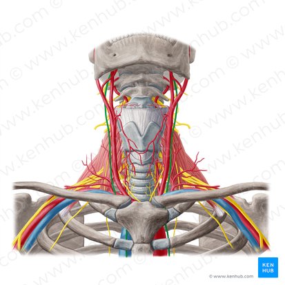 Nervus vagus (Vagusnerv); Bild: Yousun Koh