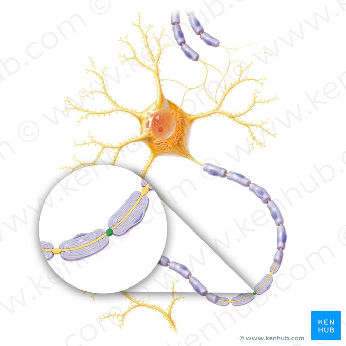 Nœud de Ranvier (Nodus interruptionis myelini); Image : Paul Kim