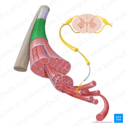 Fascia profond du muscle squelettique (Fascia profunda textus muscularis skeletalis); Image : Paul Kim