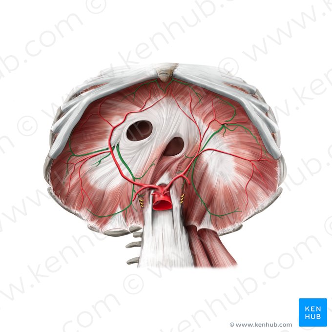 Phrenic nerve (Nervus phrenicus); Image: Stephan Winkler