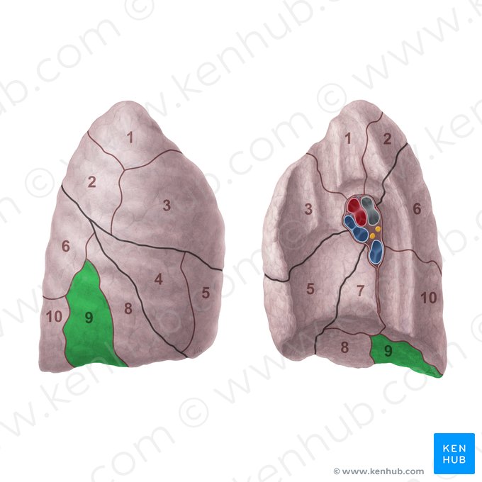 Segmento basilar lateral do pulmão direito (Segmentum basale laterale pulmonis dextri); Imagem: Paul Kim