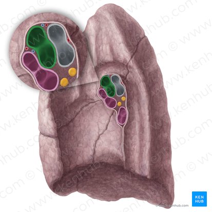 Artéria pulmonar direita (Arteria pulmonalis dextra); Imagem: Yousun Koh