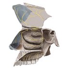 Nerves of the nasal cavity