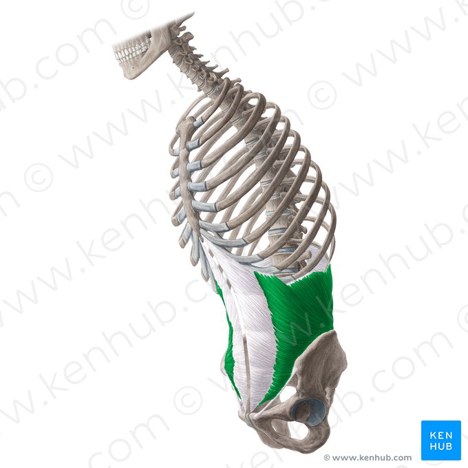 Musculus obliquus internus abdominis (Innerer schräger Bauchmuskel); Bild: Yousun Koh