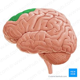 Superior frontal gyrus (Gyrus frontalis superior); Image: Paul Kim