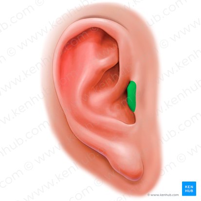 Trago de la oreja (Tragus auriculae); Imagen: Paul Kim