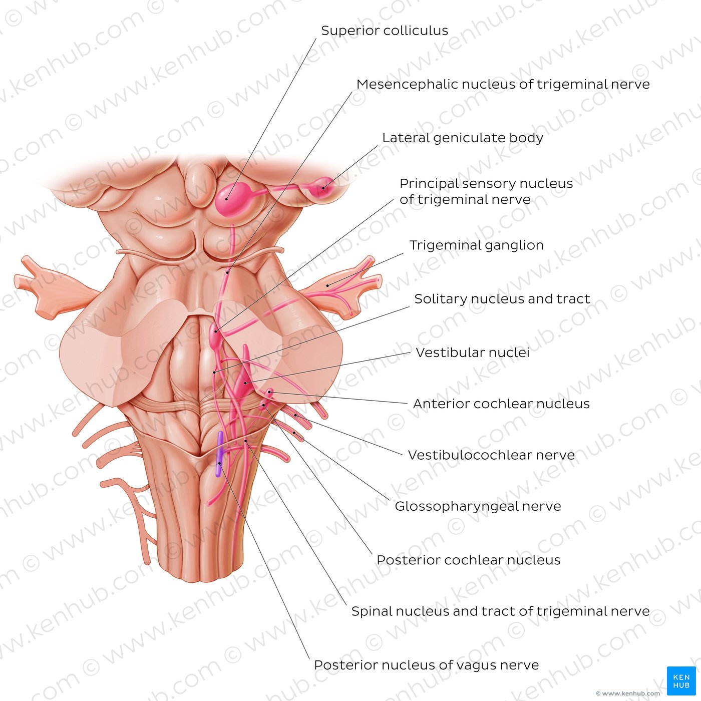 Sensory (afferent) cranial nerve nuclei