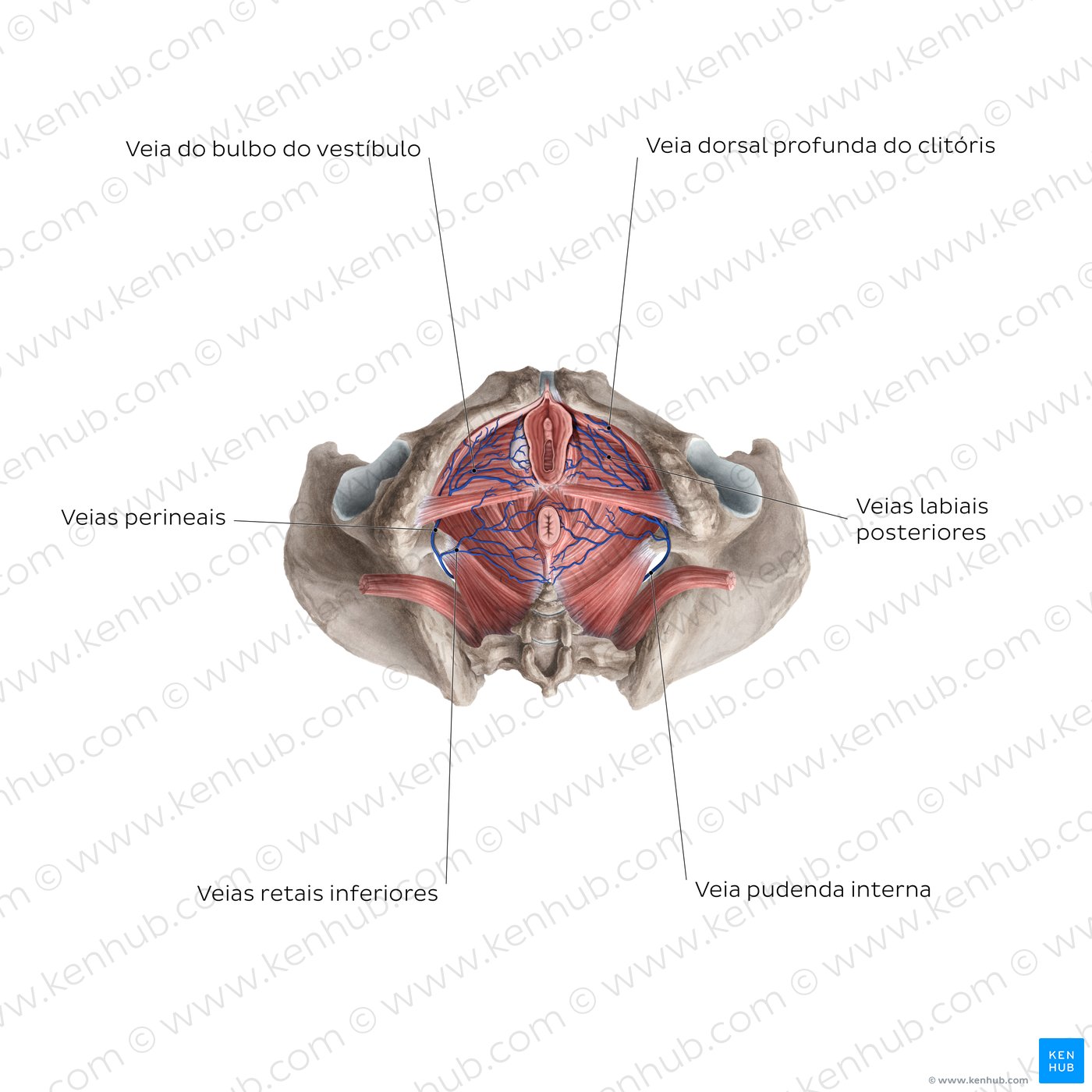 Veins of the clitoris