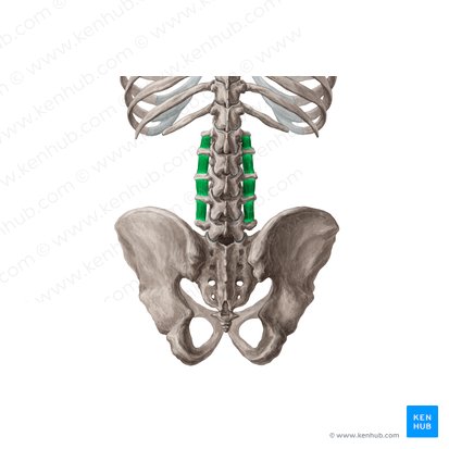 Músculos intertransversários laterais lombares (Musculi intertransversarii laterales lumborum); Imagem: 