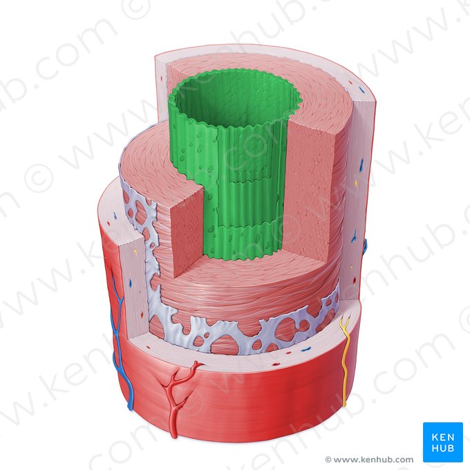 Túnica íntima de la arteria (Tunica intima arteriae); Imagen: Paul Kim