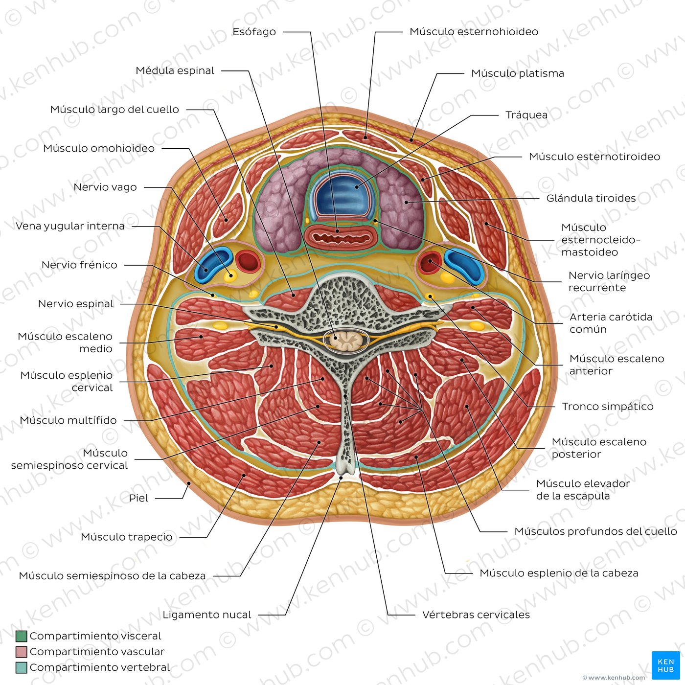 Compartimentos del cuello: Contenido