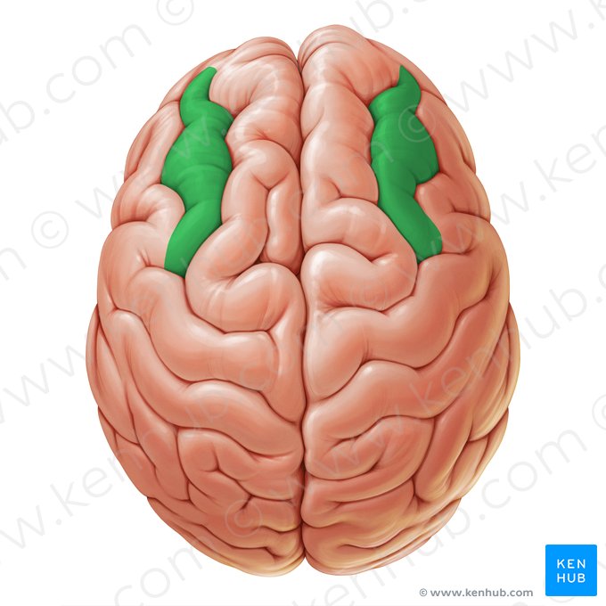 Middle frontal gyrus (Gyrus frontalis medius); Image: Paul Kim