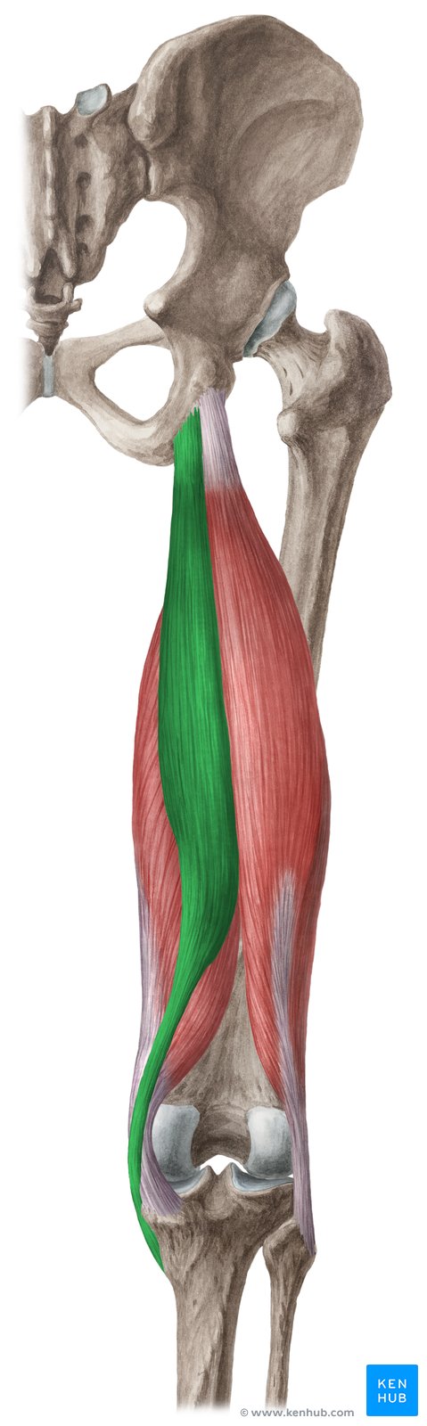 Musculus semitendinosus, ein zur ischiocruralen Muskulatur gehörender Muskel