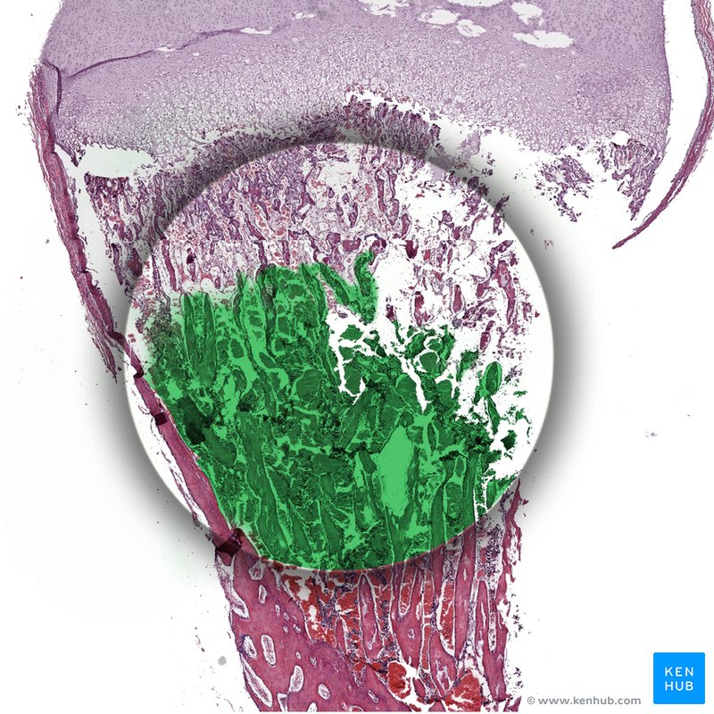 Bone marrow - histological slide