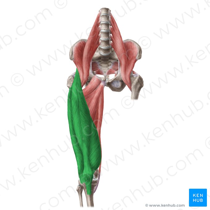 Músculo quadríceps femoral (Musculus quadriceps femoris); Imagem: Liene Znotina