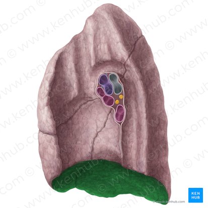 Facies diaphragmatica pulmonis dextri (Zwerchfellseitige Fläche der rechten Lunge); Bild: Yousun Koh