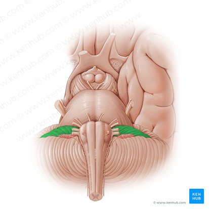 Flóculo (Flocculus); Imagen: Paul Kim
