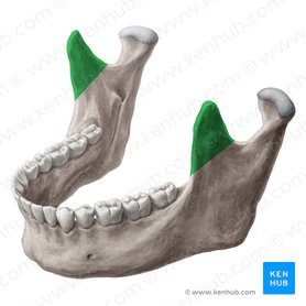 Coronoid process of mandible (Processus coronoideus mandibulae); Image: Yousun Koh