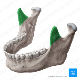 The mandible: Anatomy, structure, function | Kenhub