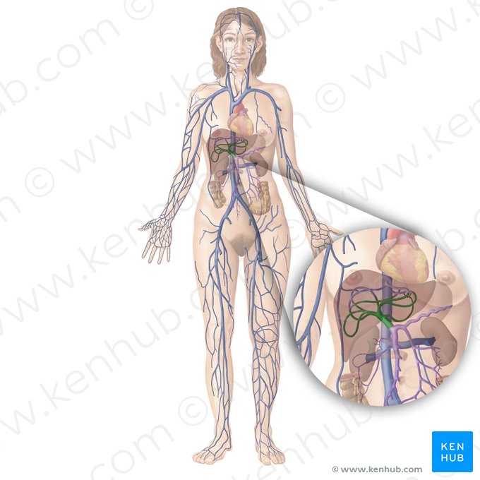 Vena porta hepática (Vena portae hepatis); Imagen: Begoña Rodriguez