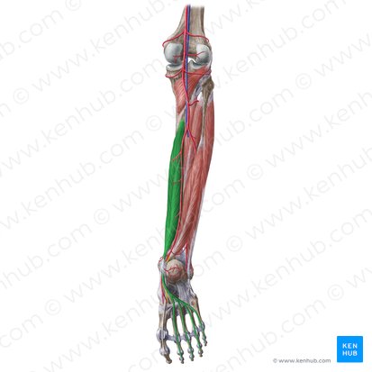 Musculus flexor digitorum longus (Langer Zehenbeuger); Bild: Liene Znotina