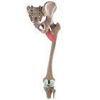 Pectineus muscle (3D)