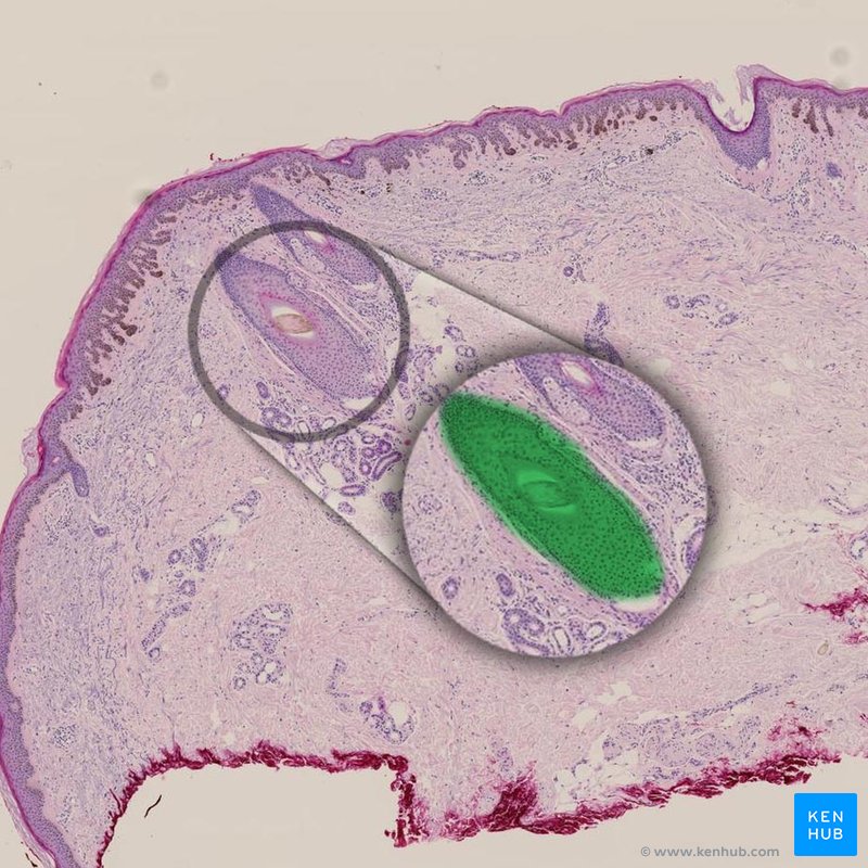 Hair follicles - histological slides