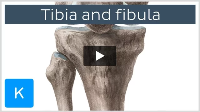 Top Tibia Clips