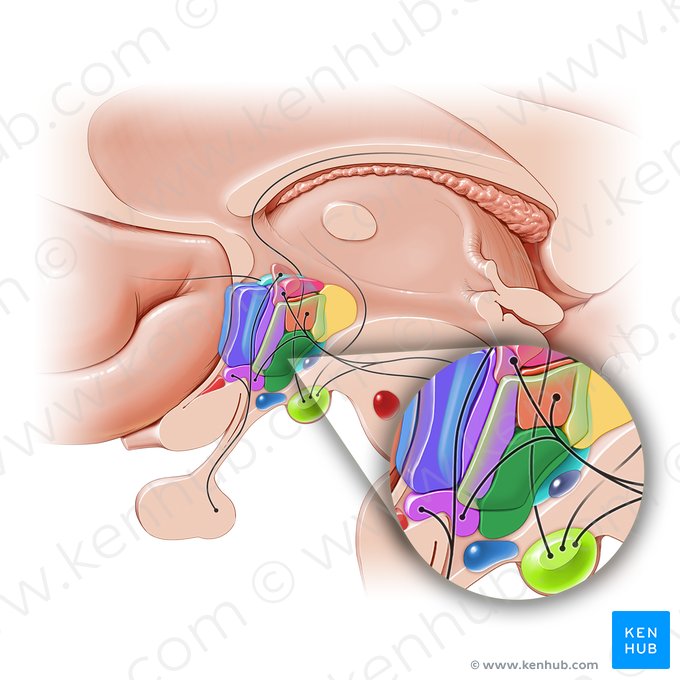 Núcleo ventromedial (Nucleus ventromedialis hypothalami); Imagen: Paul Kim