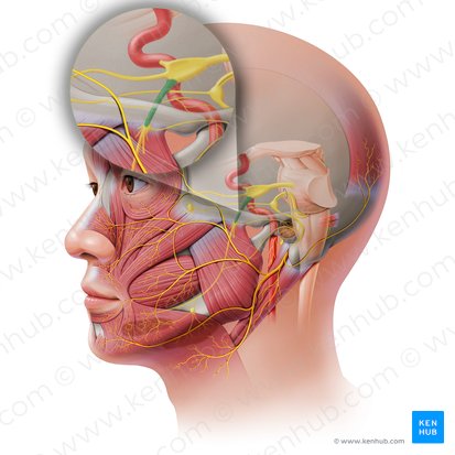 a) Anatomic overview of the posterior division of the mandibular nerve