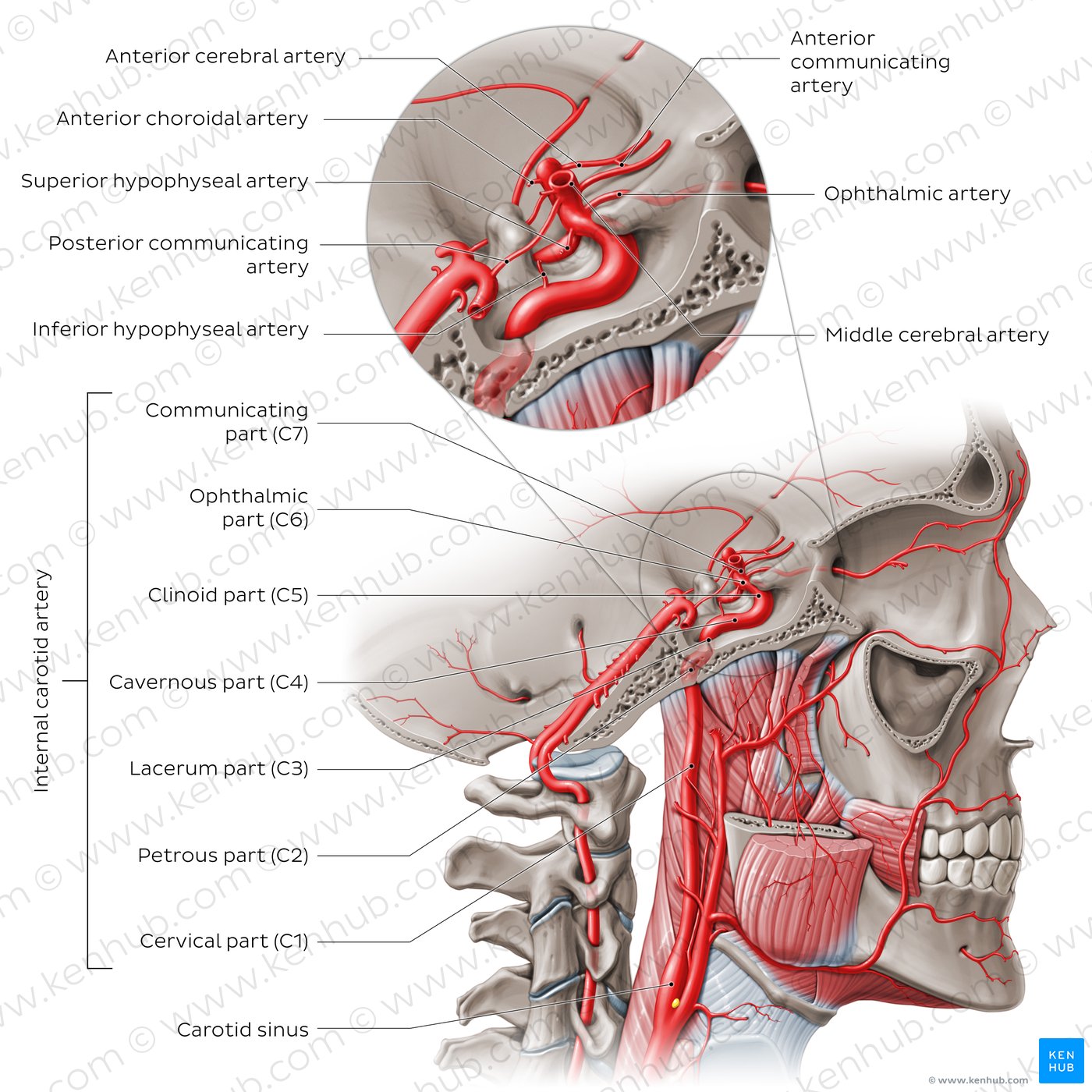 Segments and branches of the internal carotid artery.