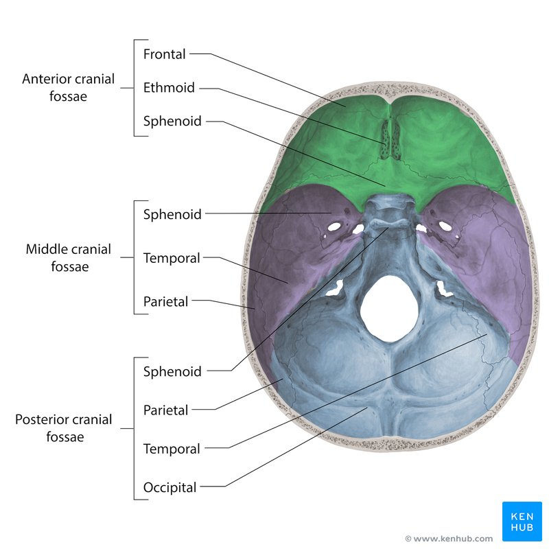 Cranial fossae - superior view