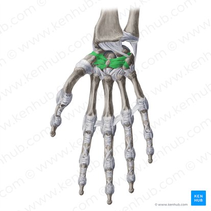 Ligamenta intercarpea palmaria (Hohlhandseitige Handwurzelknochen-Bänder); Bild: Yousun Koh