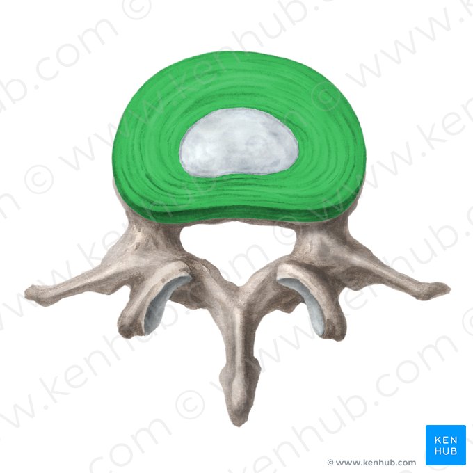 Anel fibroso do disco intervertebral (Anulus fibrosus disci intervertebralis); Imagem: Liene Znotina