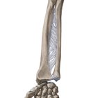 Elbow joint