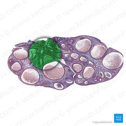 Medulla ovarii (Eierstockmark); Bild: 