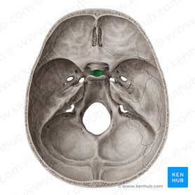 Fossa hypophysialis ossis sphenoidalis (Hypophysengrube des Keilbeins); Bild: Yousun Koh