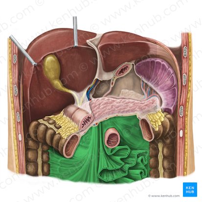 Mesentery (Mesenterium); Image: Irina Münstermann