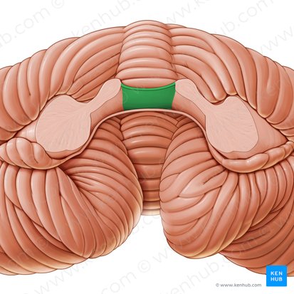 Velum medullare superius (Oberes Marksegel); Bild: Paul Kim