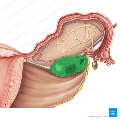 Ovary (Ovarium); Image: Samantha Zimmerman