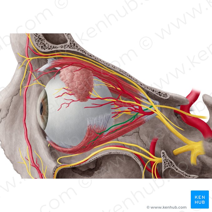 Inferior branch of oculomotor nerve (Ramus inferior nervi oculomotorii); Image: Yousun Koh