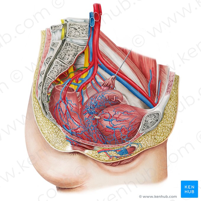 Artéria sacral lateral (Arteria sacralis lateralis); Imagem: Irina Münstermann