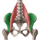 Muscle iliaque
