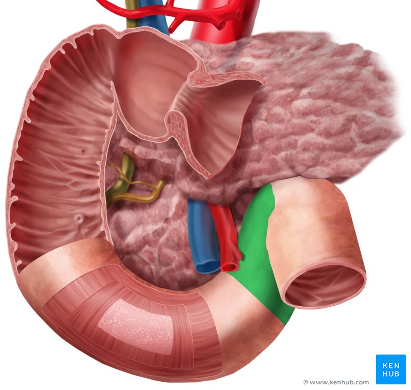 Ascending part of duodenum - ventral view