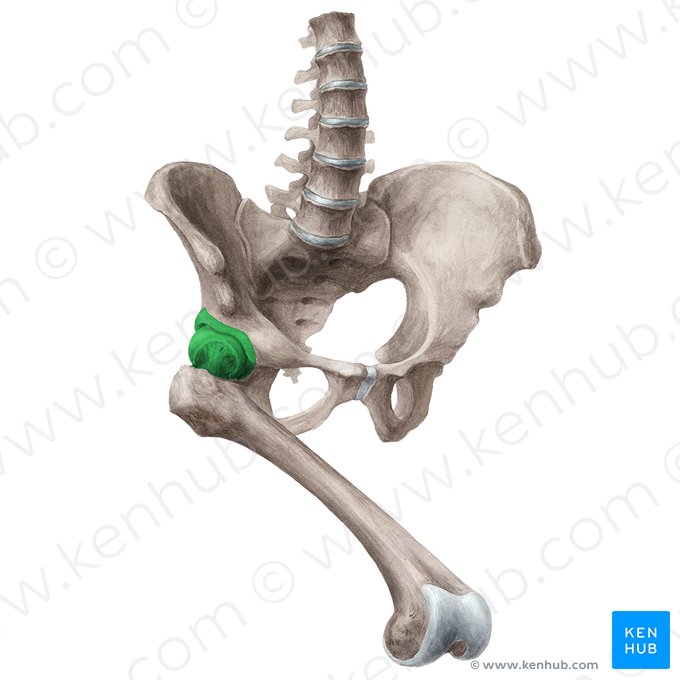 Articulação coxofemoral (Articulatio coxae); Imagem: Liene Znotina