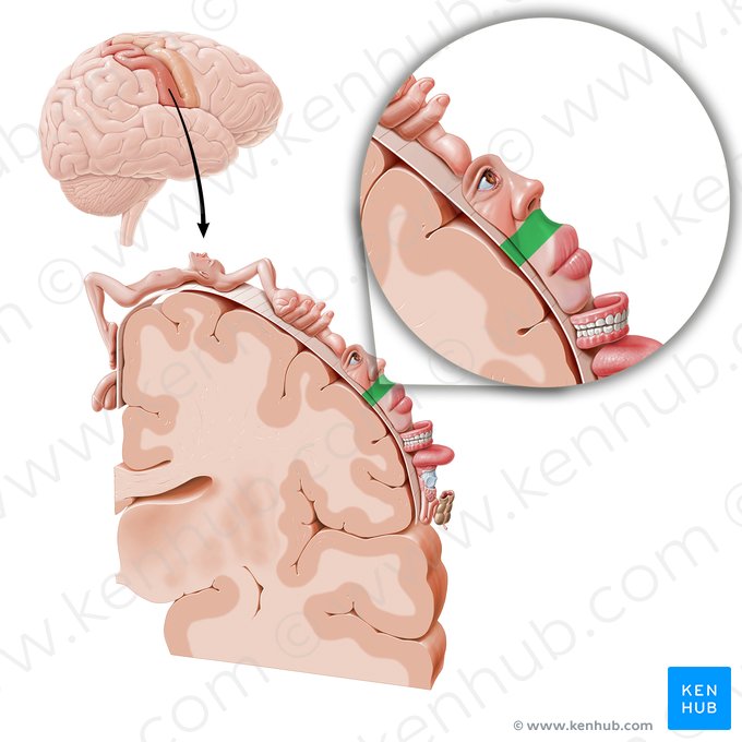 Córtex sensorial da face (Cortex sensorius regionis facialis); Imagem: Paul Kim