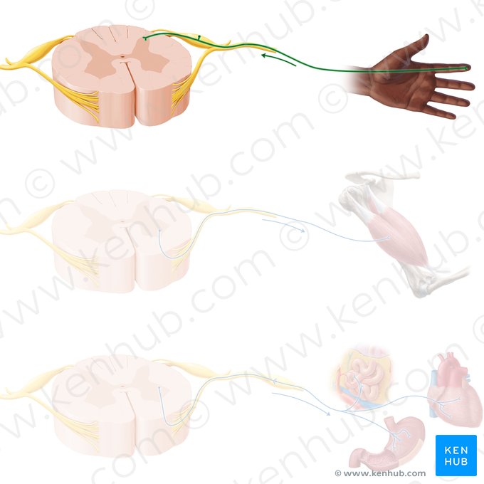 Sensory neuron (Neuron sensorius); Image: Paul Kim