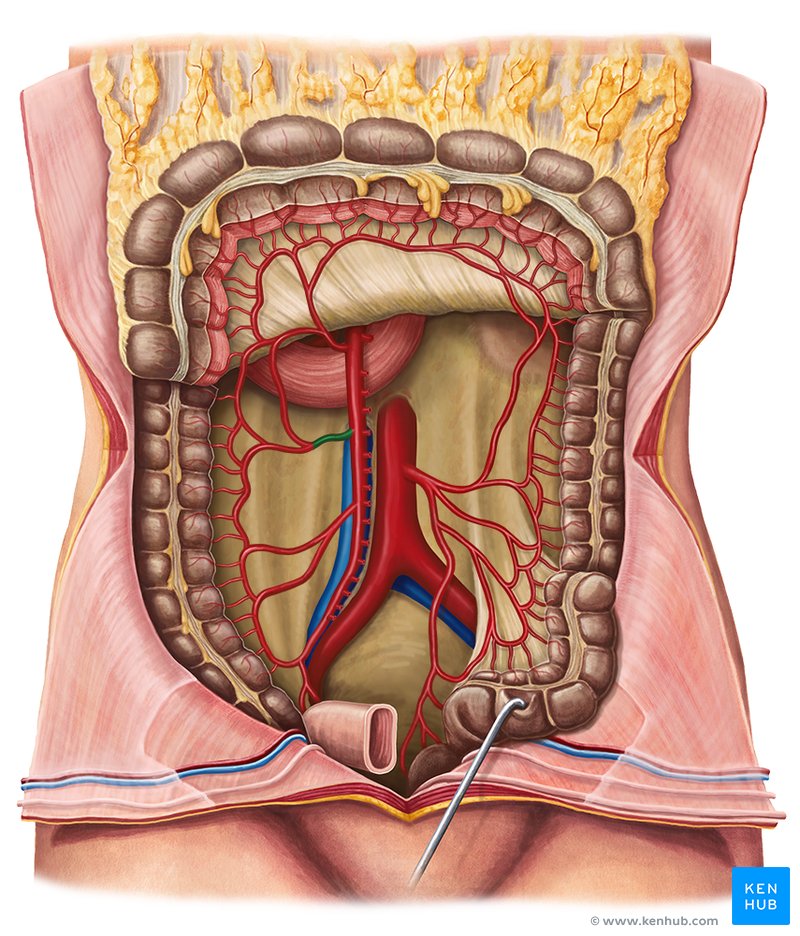 Right colic artery - ventral view