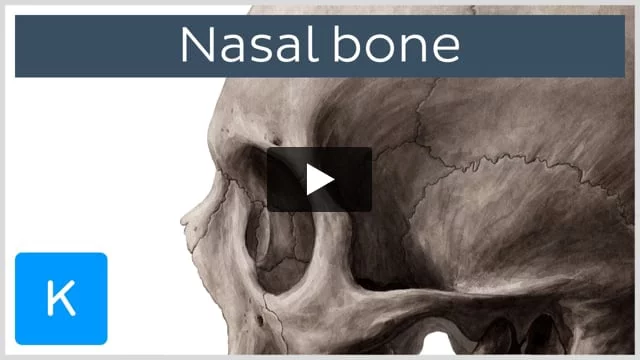 Os nasal shop