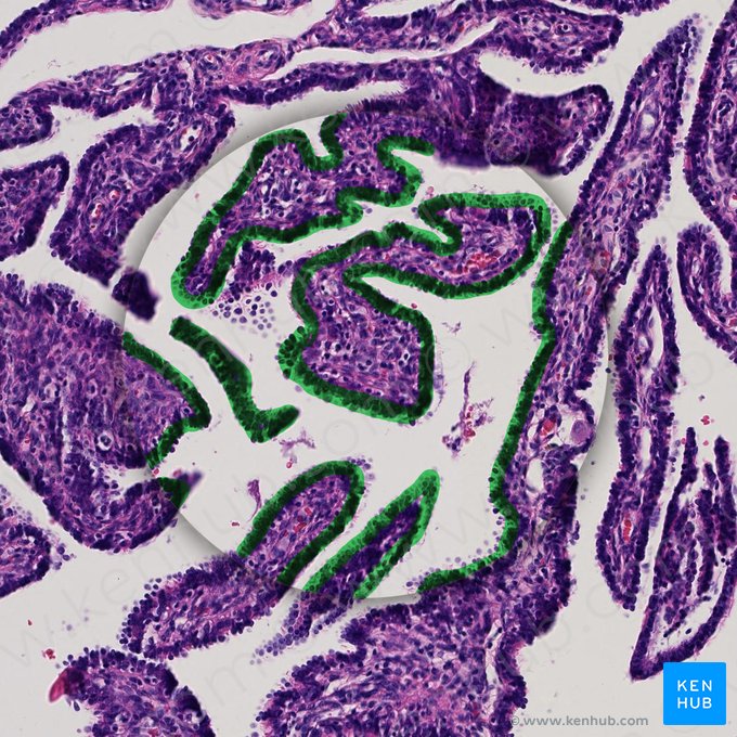 Simple columnar epithelium (with kinocilia) (Epithelium simplex columnare kinociliatum); Image: 